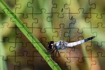 Aethriamanta gracilis jigsaw puzzle