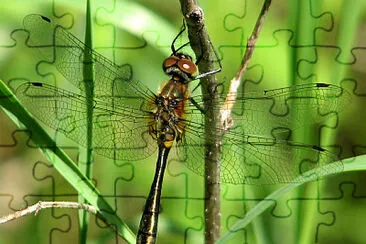 פאזל של Dorocordulia libera