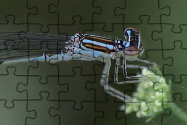 Enallagma exulsans