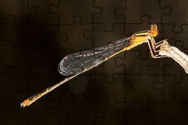 Enallagma signatum jigsaw puzzle