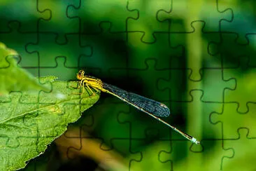 Enallagma vesterum jigsaw puzzle