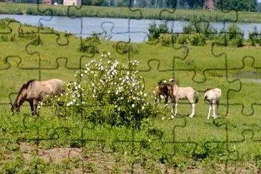 paarden