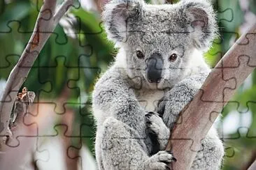 koala jigsaw puzzle
