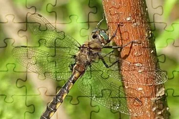 Epitheca canis jigsaw puzzle
