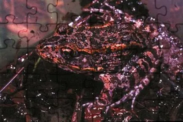 Capito jigsaw puzzle