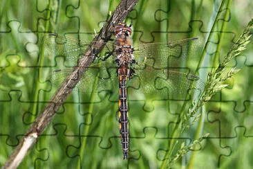 Epitheca cynosura jigsaw puzzle