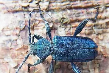 Callidium violaceum