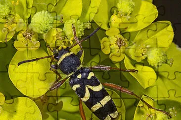 Euphorbia flavicoma jigsaw puzzle