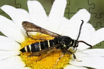 Paranthrene tabaniformis