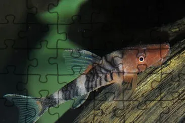 Otocinclus zebra jigsaw puzzle