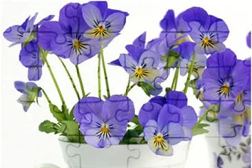 flores
