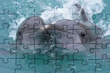 פאזל של delfines