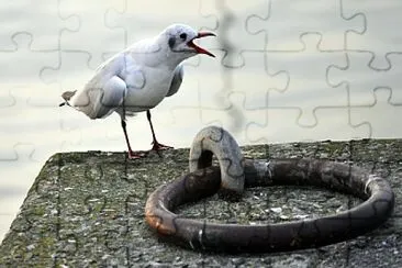 Mouette