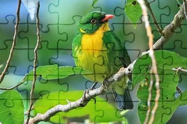Fruttaio pettodorato