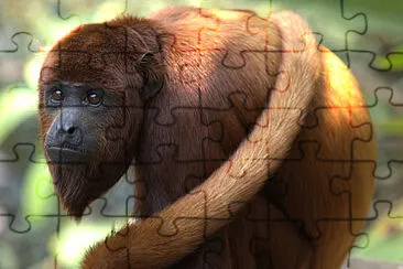 Alouatta seniculus