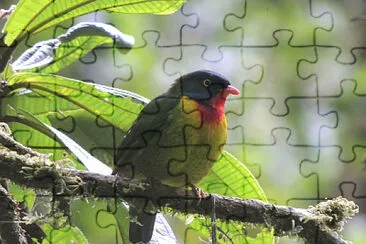 Fruttaio pettoscarlatto