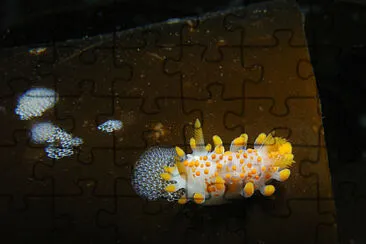 Limicia clavigera jigsaw puzzle