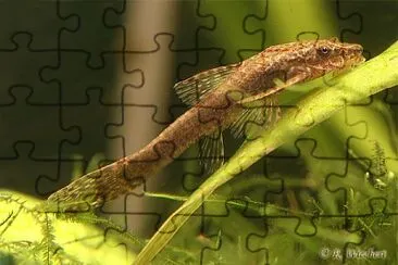 Otocinclus negros jigsaw puzzle