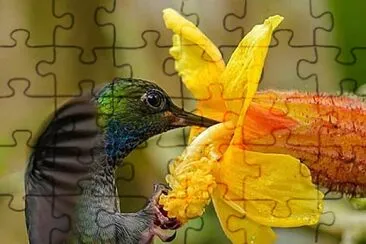 flores jigsaw puzzle