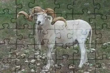 Texas dall