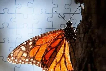 monarch jigsaw puzzle
