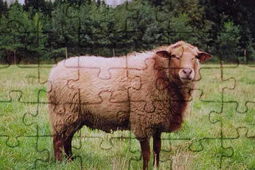 Voskop