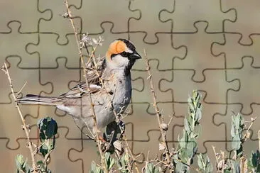 Passero de saxaul jigsaw puzzle