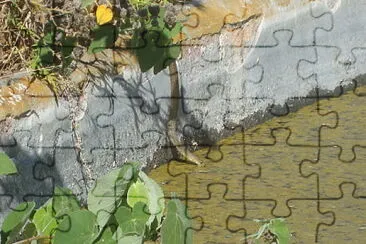Culebra Tomando Agua jigsaw puzzle