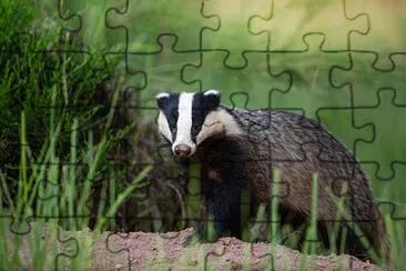 Dachs jigsaw puzzle