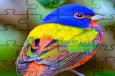 y jigsaw puzzle