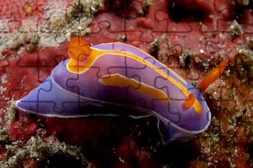 Mexichromis trilineata jigsaw puzzle