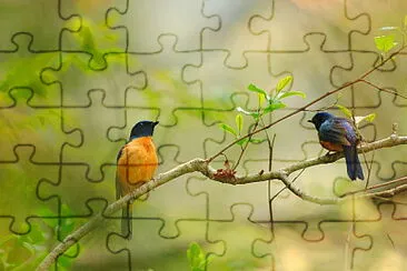 Niltava vivida jigsaw puzzle