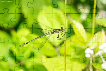 Lestes sponsa jigsaw puzzle