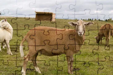 Katahdin jigsaw puzzle