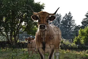 aubrac