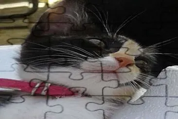 Sophie 2019 jigsaw puzzle