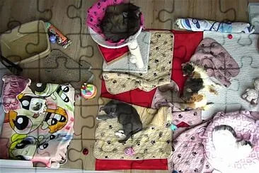 Nature jigsaw puzzle