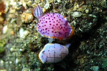 Mexichromis mariei jigsaw puzzle
