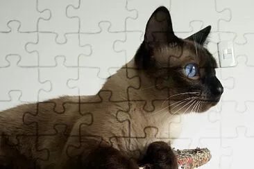 gato jigsaw puzzle