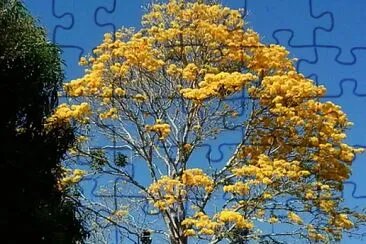 natureza e famÃ­lia jigsaw puzzle