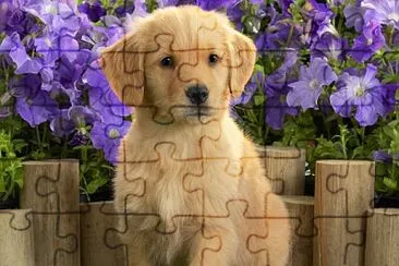 doggie