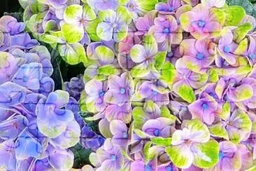 ç´«é™½ jigsaw puzzle