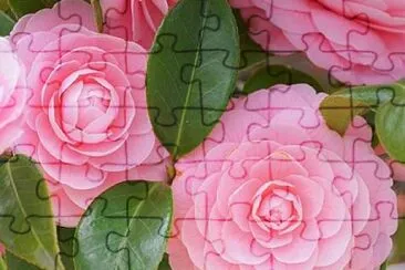 èŒ¶èŠ± jigsaw puzzle