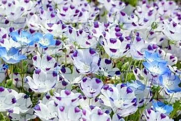 flower jigsaw puzzle