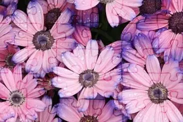 flower jigsaw puzzle