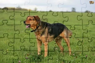 Huntaway jigsaw puzzle