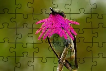 UCCELLO PAPUA jigsaw puzzle
