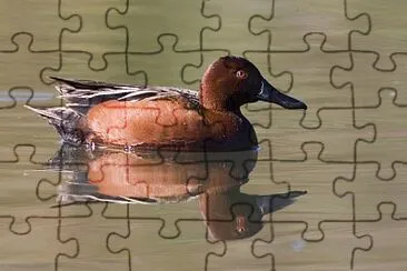 Alzavola cannella jigsaw puzzle