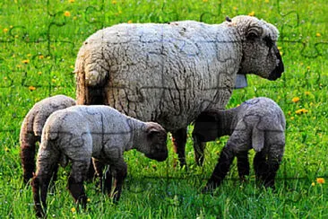 Brown headed jigsaw puzzle