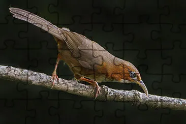 Pomatorhinus erythrogenys jigsaw puzzle